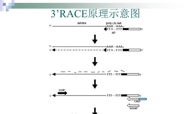 引物设计网站如何选择？选择最佳引物设计平台的五个关键点是什么？