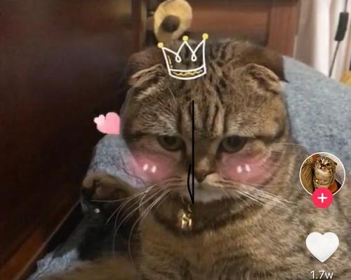 抖音萌宠视频关联关键词如何设置？